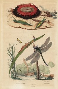 Fassblasen-Schnecke, Gemeine Seerose, Gelbbalken-Langhorn, Braune Mosaikjungfer von Unbekannt