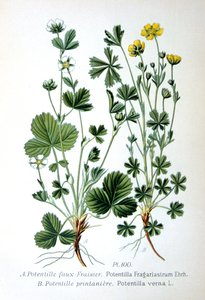 Scheinerdbeere und Frühlings-Fingerkraut, 1893 von Unbekannt
