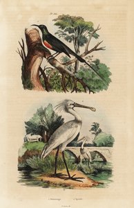 Schönsonnenvogel, Cinnyris pulchella, und Löffler, Platalea leucorodia von Unbekannt
