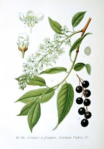 Vogelkirsche, 1893 von Unbekannt