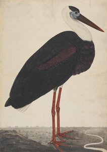 Schwarzstorch in einer Landschaft, ca. 1780