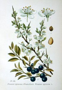 Schlehdorn, 1893 von Unbekannt