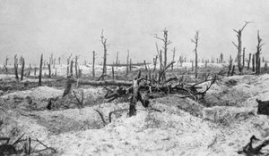 Zerstörte Baumstümpfe, Mesnil, Champagne, Frankreich, Erster Weltkrieg, 1915 von Unbekannt