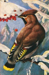 Seidenschwanz, um 1928 von Unbekannt