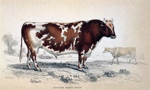 Britischer Kurzhornochse, 1839