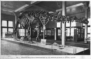 Brontosaurus-Skelett, American Museum of Natural History, New York, USA von Unbekannt