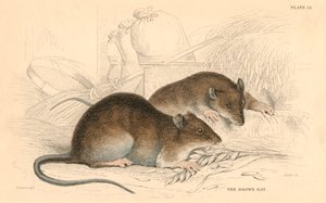 Braune Ratte Rattus rattus, 1828 von Unbekannt