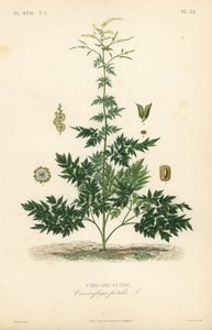 Silberkerze oder Traubensilberkerze, Actaea cimicifuga, Stinkende Traubensilberkerze von Unbekannt