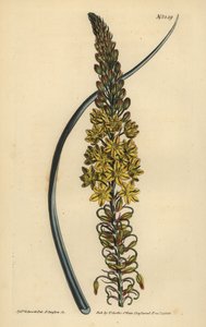 Bulbine asphodeloides (Glaukosblättriges Antherikum, Anthericum longiscapum)