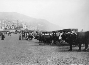 Ochsenkarren, Madeira, Portugal, ca. 1920er-1930er Jahre von Unbekannt