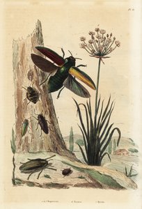 Buprestis-Käfer 1-5, Blumenbinse, Butomus umbellatus 6, und Pillenkäfer, Byrrhus pilula 7