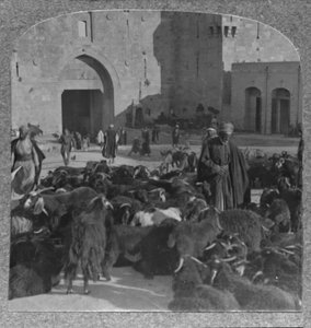 Ziegenkauf am Damaskustor, Jerusalem, ca. 1900