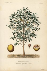Kalabassenmuskat, Monodora myristica von Unbekannt