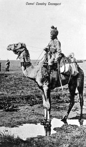 Kamelkavallerie-Transport, Indien, 20. Jahrhundert von Unbekannt