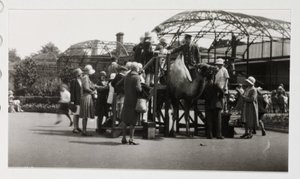 Kamelritt, um 1930
