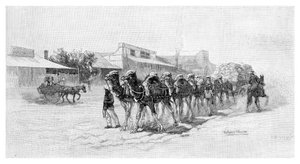 Kamelteam, Wilcannia, New South Wales, Australien, 1886 von Unbekannt