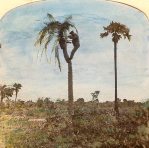 Kapitän Osman schießt von einem Baum mit Hilfe von Riemen, Indien, 1900er Jahre
