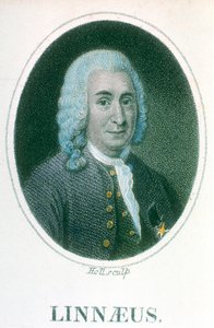 Carl von Linné, schwedischer Naturforscher des 18. Jahrhunderts, frühes 19. Jahrhundert