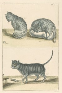 Katzen von Unbekannt