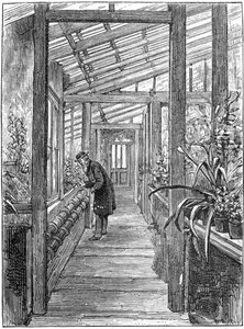 Charles Darwin 1809-1882, englischer Naturforscher, in seinem Gewächshaus von Unbekannt