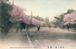 Kirschblüten im Uyeno-Park Tokio, um 1910