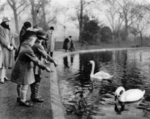 Kinder füttern die Schwäne auf der Serpentine, London von Unbekannt