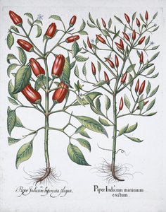 Chilischotenpflanzen, 1613