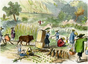 Chinesische Ernte, Hongkong, ca. 1875 von Unbekannt