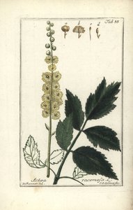 Cimicifuga Cimicifuga racemosa oder Traubensilberkerze, Actaea racemosa (Traubenförmige Actaea) von Unbekannt