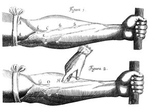 Kreislauf des Blutes, 1628