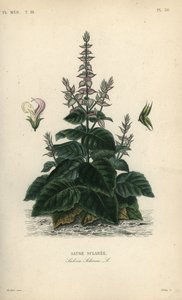 Muskatellersalbei, Salvia sclarea
