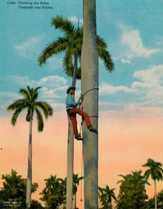 Klettern auf eine Palme, Kuba, ca. 1920