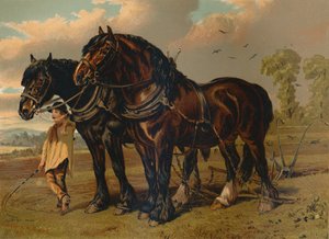 Clydesdale-Hengst und Stute, um 1879