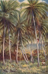 Kokospalmen in Nord-Queensland von Unbekannt
