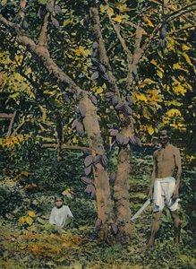Kakao in voller Frucht, Trinidad und Tobago, ca. 1914
