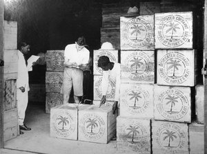 Kokosnussproduktion, Indien, 20. Jahrhundert von Unbekannt