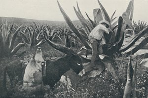 Sammeln von Honigwasser aus einem Maguey, 1916