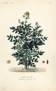 Wiesenraute