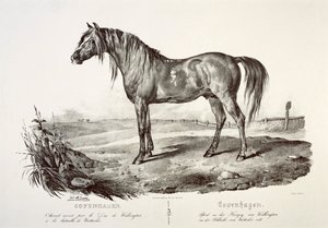 Kopenhagen, das Pferd des Herzogs von Wellington, 19. Jahrhundert