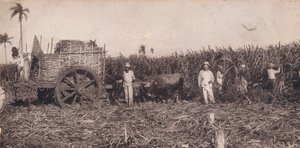 Corte de Canna. - Zuckerrohrernte. Kuba, um 1900