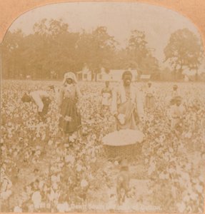 Baumwollernte, um 1900 von Unbekannt