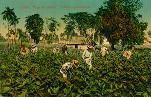 Kuba. Vega de tabaco. Tabakplantage, ca. 1920er Jahre von Unbekannt