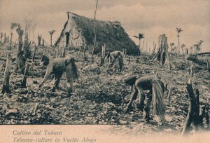 Tabakanbau in Vuelta Abajo, um 1900