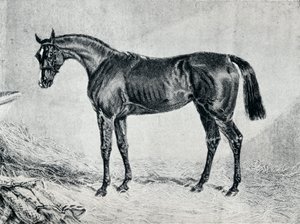 Cyprian, 19. Jahrhundert, 1911