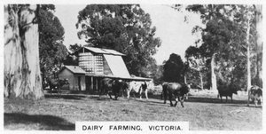 Milchwirtschaft, Victoria, Australien, 1928