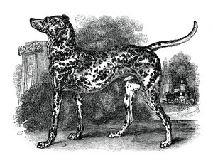 Dalmatinerhund, 1848