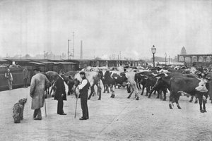 Entladen von Rindern, LNWR-Depot, York Road, London von Unbekannt