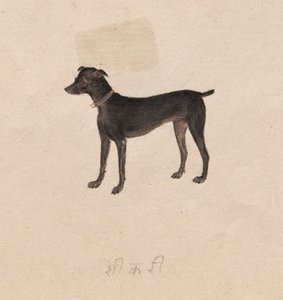 Hund, 1800er Jahre von Unbekannt