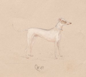 Hund, 1800er Jahre von Unbekannt