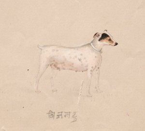 Hund, 1800er von Unbekannt